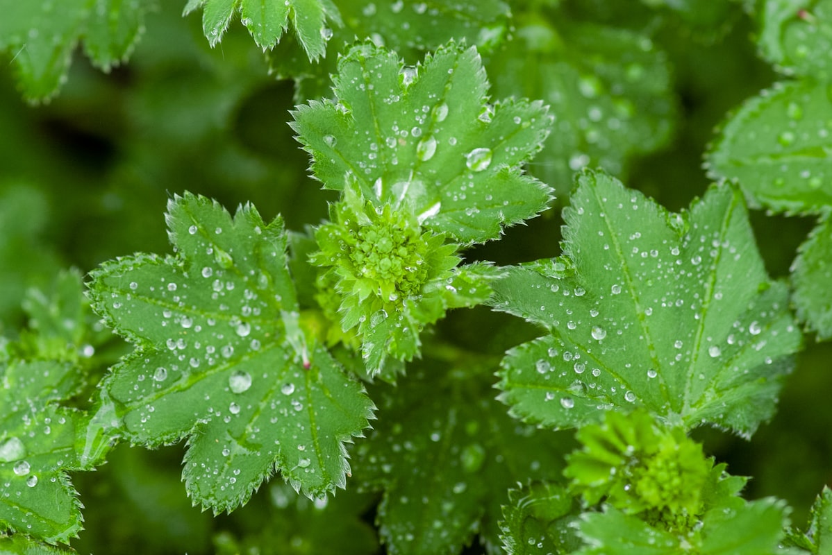 Historia Herbaltoxinflush